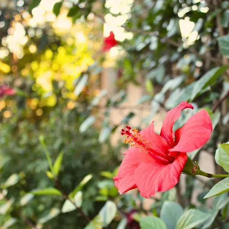 Maison Familiale Grand Jardin Privatif Σπίτι διακοπών Sorbo-Ocagnano