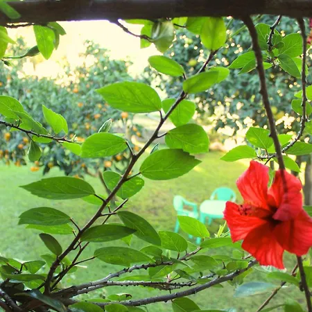 Σπίτι διακοπών Maison Familiale Grand Jardin Privatif Sorbo-Ocagnano